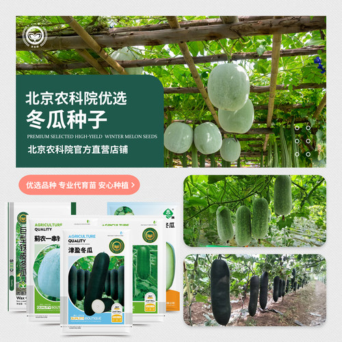 农科院冬瓜种子大全四季高产易种