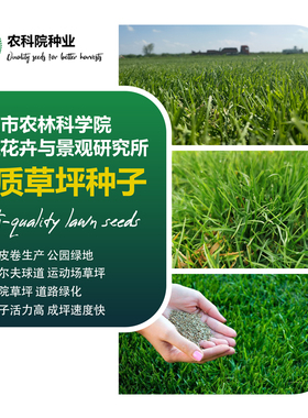 农科院草坪种子蓝标高羊茅草籽孑草皮卷早熟禾黑麦草公园庭院绿化