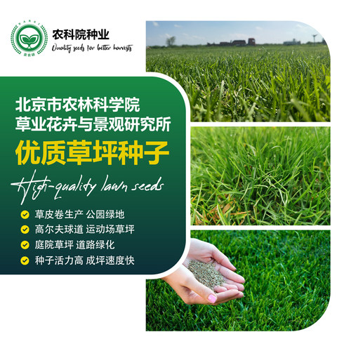 农科院耐旱耐践踏四季常青草种子