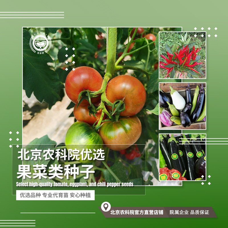 蔬菜种子番茄农科院高芽率易种植