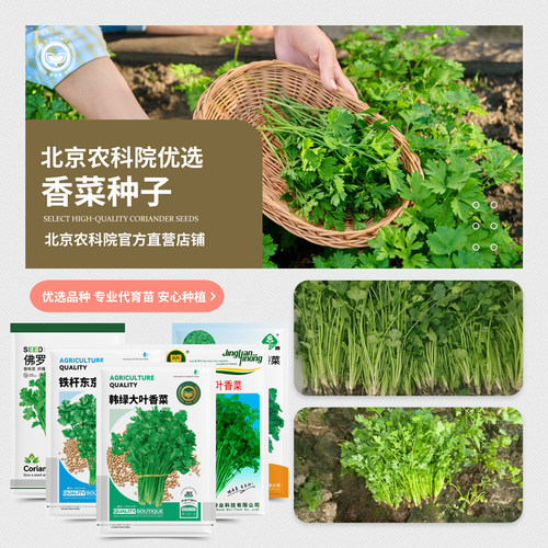 农科院四季易种大叶芫荽香菜种子
