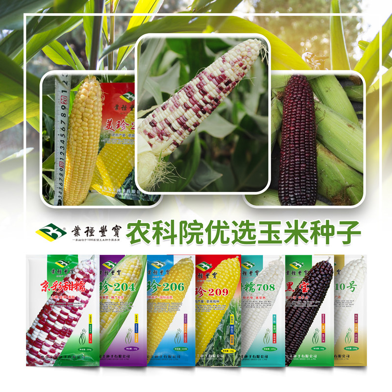 农科院优选玉米种子超甜鲜食水果玉米黑白甜糯彩色纯糯玉米产量好