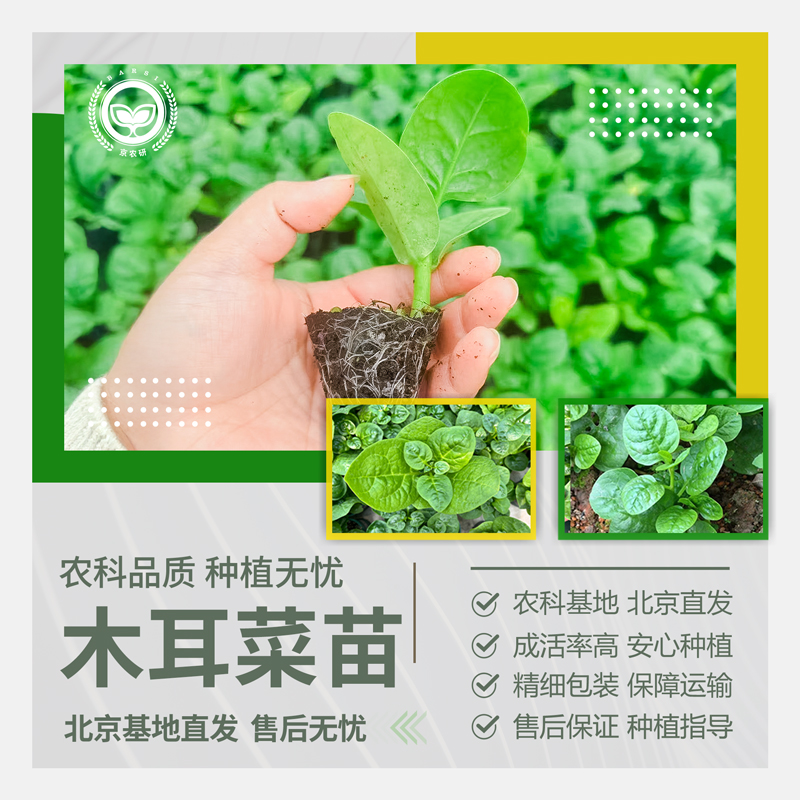 农科院大叶木耳菜苗紫角叶落葵苗