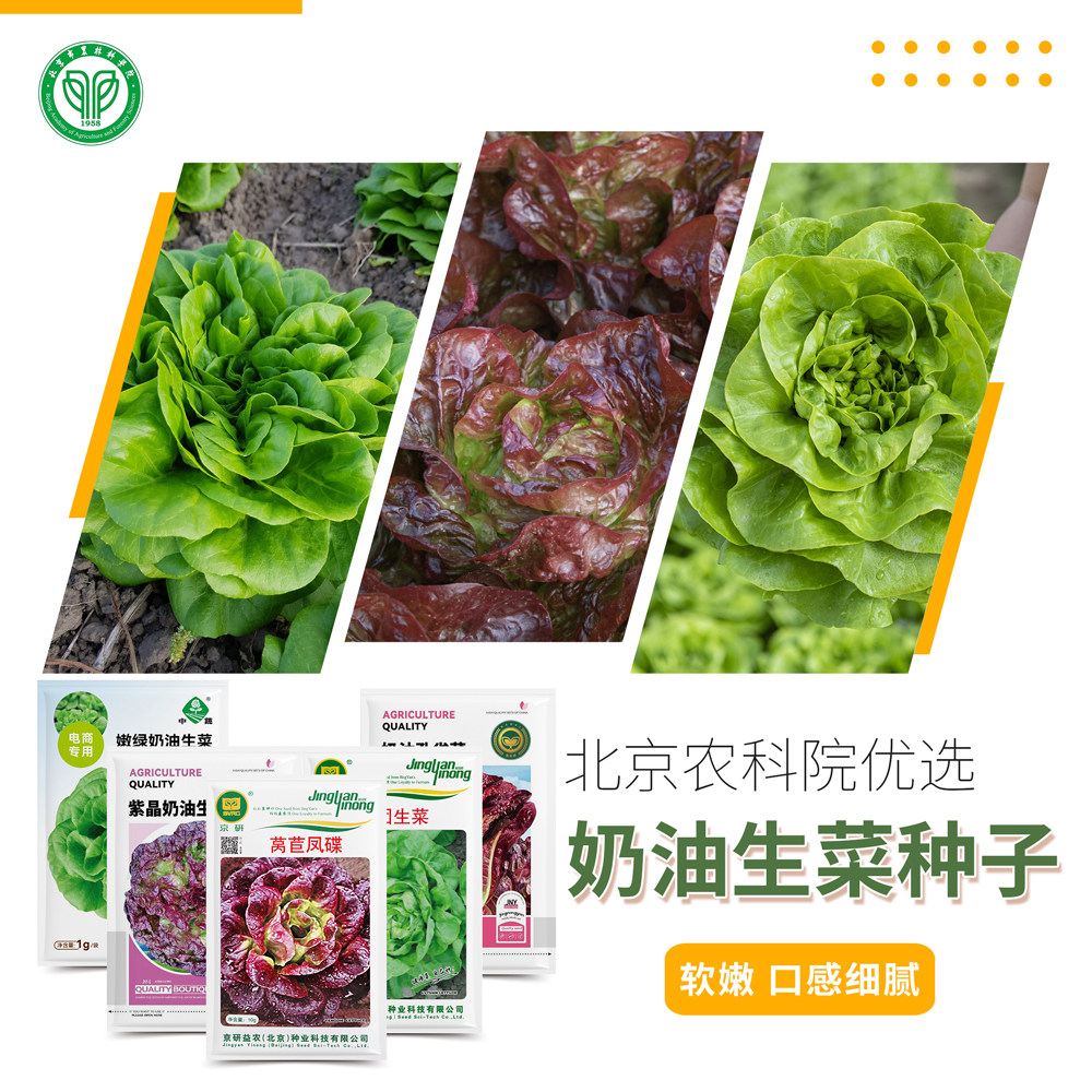 北京农科院奶油生菜种子软嫩叶沙拉菜波士顿生菜盆栽露地蔬菜种籽
