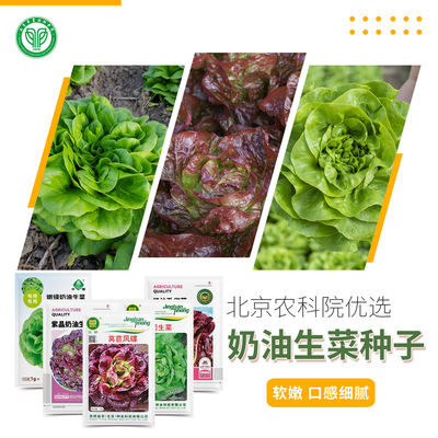 北京农科院奶油生菜种子