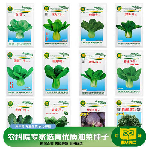 小白菜种子京研抗病高产耐寒耐热
