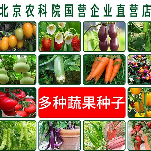 农科院蔬菜种子番茄黄瓜玉米草莓