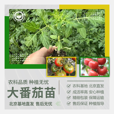 农科院大番茄苗草莓番茄铁皮柿子