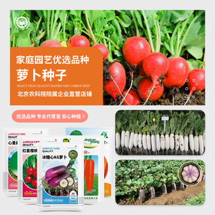 农科院萝卜种子胡萝卜水果沙窝冰淇淋萝卜白萝卜心里美盆栽蔬菜籽
