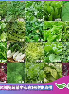 蔬菜种子叶菜籽四季种莱香葱韭菜籽阳台种菜番茄瓜种孑奶白菜种籽