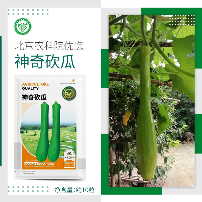 农科院神奇砍瓜种子超长巨型吊瓜菜瓜四季农家小院爬藤蔬菜种籽孑