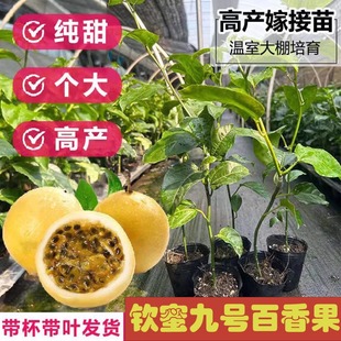 纯甜钦蜜9号黄金百香果苗正品 爬藤果大苗庭院阳台盆栽 嫁接苗四季