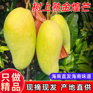 海南三亚树上熟金煌芒现摘现发不酸水仙芒9斤大果新鲜特产芒果