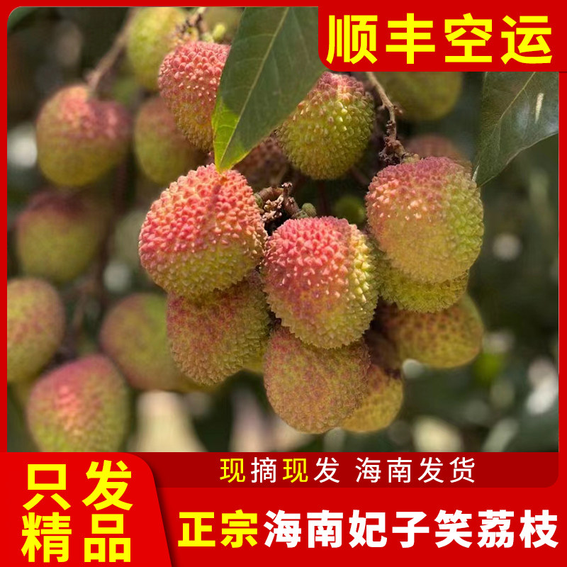 海南三亚正宗妃子笑荔枝现摘现发当季水果直送大果礼盒顺丰包邮