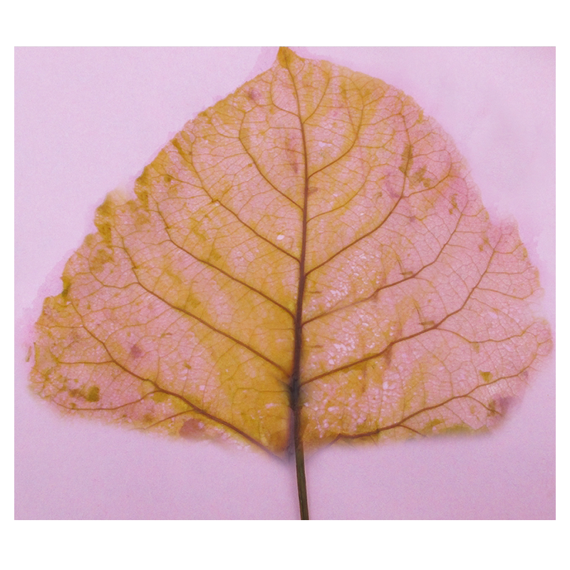 植物叶脉标本学生科技制作发明创造作业diy手工steam教玩具材料