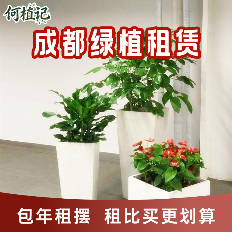成都绿植租赁别墅庭院造景布置花箱植物种植露台花园花镜上门养护
