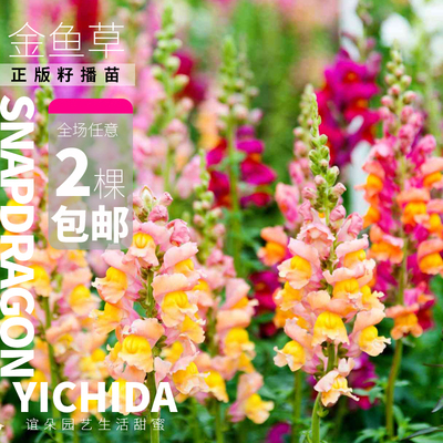 正版金鱼草小苗耐寒爆花