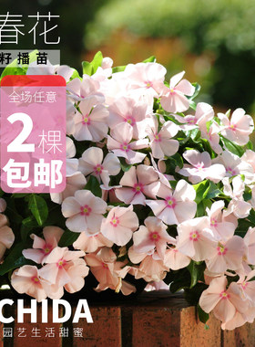 yichida长春花垂吊花苗长春花