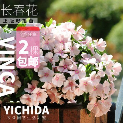 YICHIDA长春花苗籽播垂吊直立金盏草日日新小苗地中海刺青大力神