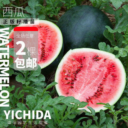园艺西瓜小苗蔬菜穴盘苗
