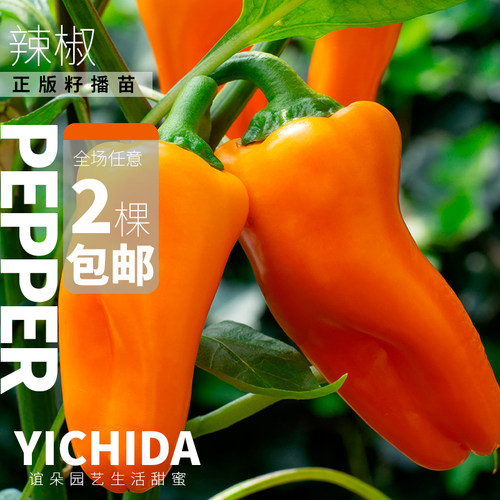 甜椒辣椒传家宝品种蔬菜小苗