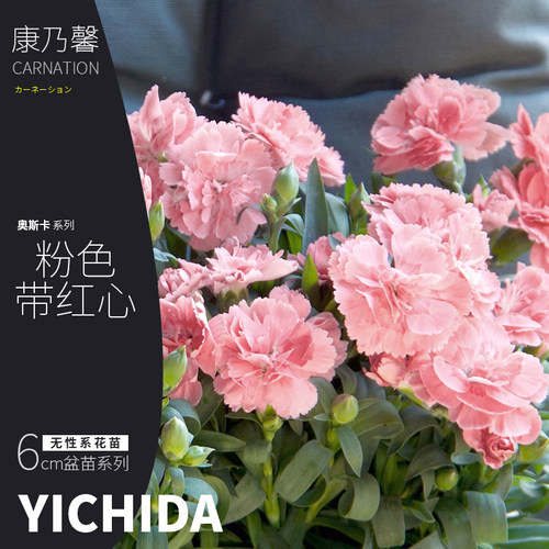 YICHIDA康乃馨盆栽矮杆多头重瓣花苗多年生石竹庭院盆栽耐寒绿植
