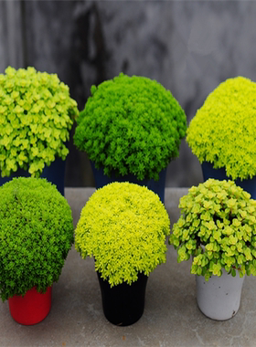瑞典黄花照波小球玫瑰多肉植物