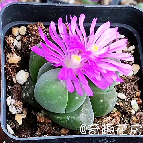 开花生石花素材模板 开花生石花图片下载 小麦优选