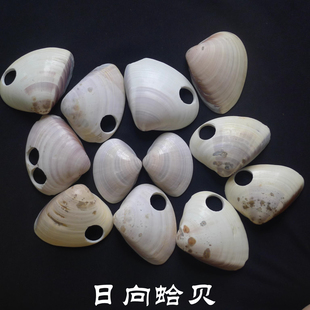 赠品棋子原料墨西哥湾和日向贝购棋具免费赠品