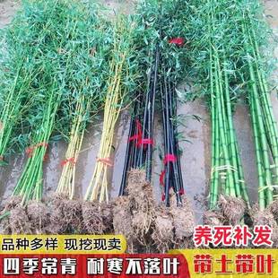竹子苗紫竹罗汉竹黄金竹金镶玉竹四季常青竹庭院北方耐寒树苗盆栽