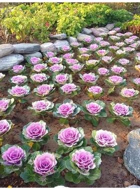 羽衣甘蓝苗盆栽花苗彩色植物庭院阳台花坛造景观赏花卉四季花耐寒