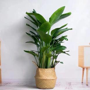 天堂鸟盆栽室内耐寒植物北欧风大型客厅落地喜阴观叶四季常青绿植