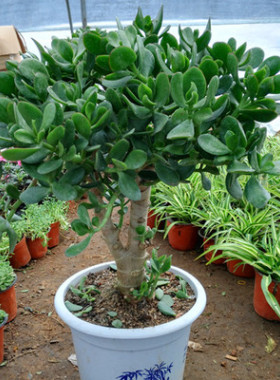 大叶玉树盆栽 室内绿植 姬红花月花卉 多肉植物 金枝玉叶肉肉植物