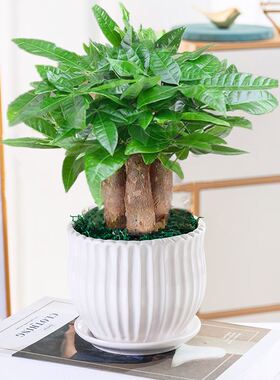 发财树盆栽植物室内客厅卧室绿植盆景四季常青办公桌招财观叶花卉