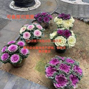 冬季羽叶甘蓝盆栽苗地栽景观花海耐寒阳台庭院绿化美可食用可观赏