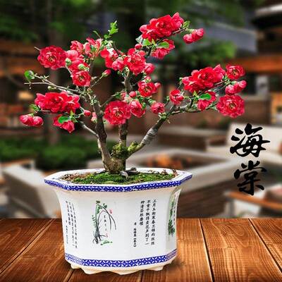 重瓣海棠花盆栽树苗盆景老桩花卉植物室内绿植四季开花非常好养