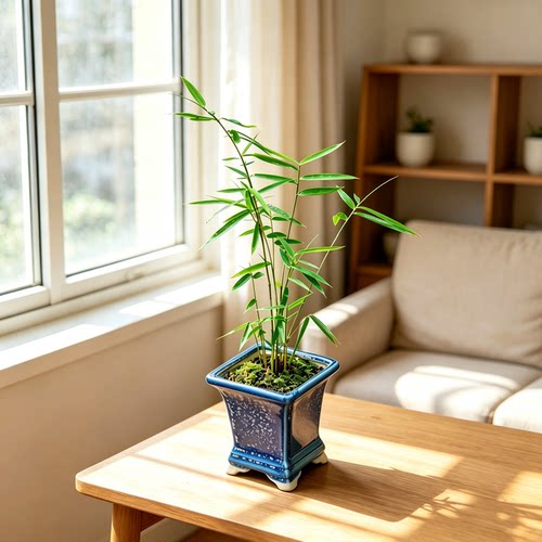 小玉山竹盆景盆栽高档小竹子绿植