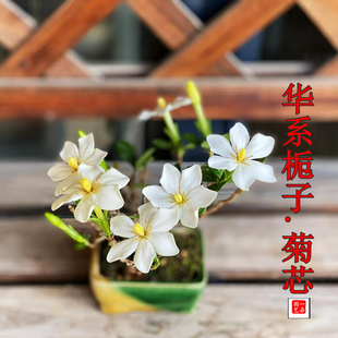 华系栀子花四季开花勤花好养书房室内桌面阳台小型绿植
