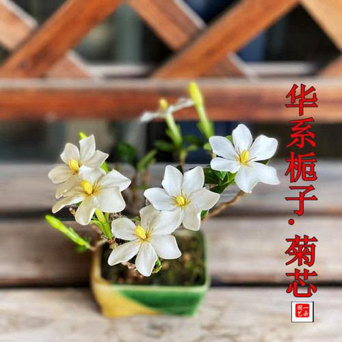 华系栀子花四季开花勤花好养小型