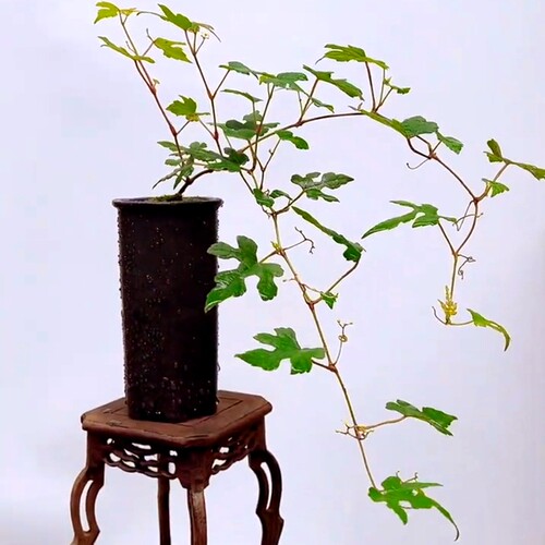 进口花叶斑叶彩叶锦叶姬葡萄盆景
