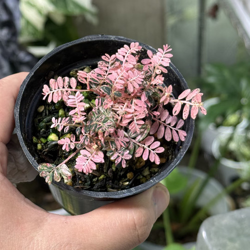 泰国粉锦叶下珠美观观叶四季好养