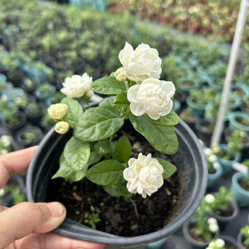 漳香茉莉盆栽香从东方来