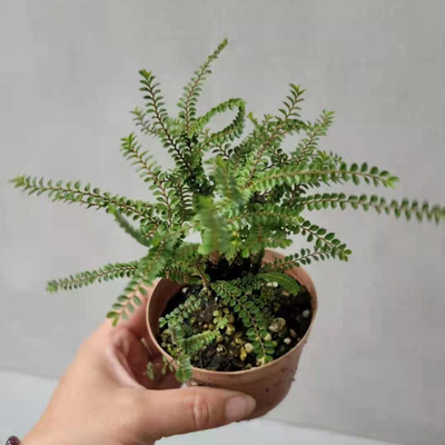 最小叶子芝麻榆八房榆日本进口