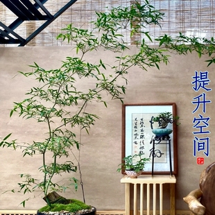 成品熟桩养好海南小叶簕竹文人阳台室内外桌面庭院竹子盆景常青