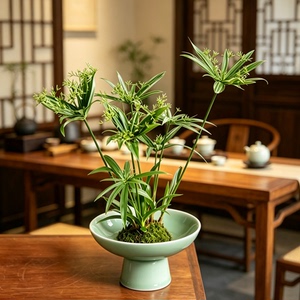 进口姬旱伞草耐阴耐水湿耐涝