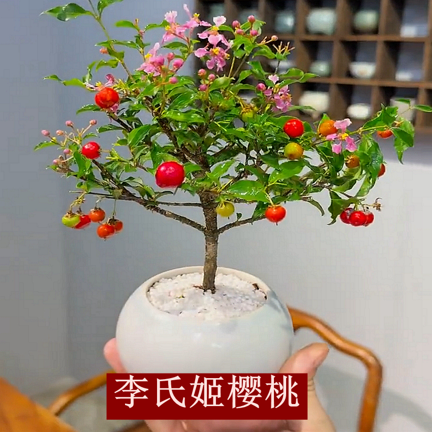 迷你盆栽小樱桃心仪观果绿植