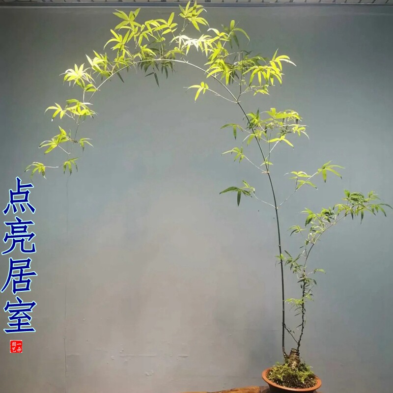 成品熟桩养好海南小叶簕竹文人阳台室内外桌面庭院竹子盆景常青