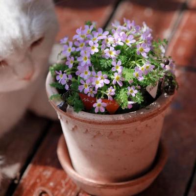 早春精致报春花羽叶小花绿植盆栽