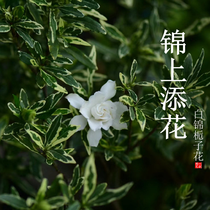 锦上添花新品白锦栀子花出锦花叶小叶盆栽可造型室内桌面