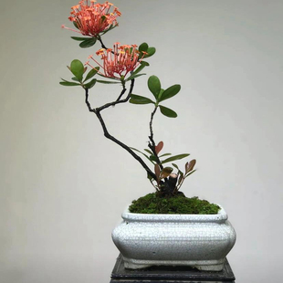 千姿婀娜盆景素材姬仙丹盆栽绿植红花室内桌面书房中式